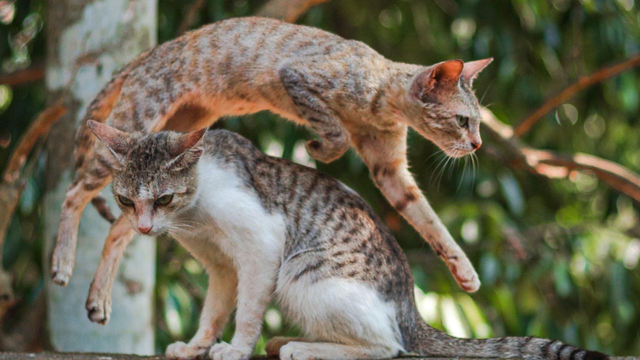 પ્રતીકાત્મક ફાઇલ તસવીર