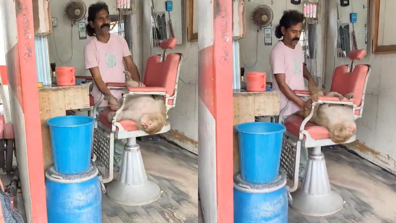 વાયરલ વીડિયોમાંથી સ્ક્રીનશૉટ