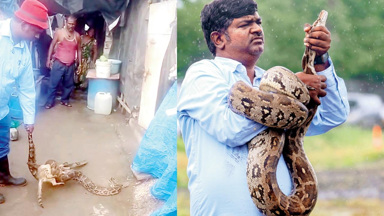 બિલાડીનો શિકાર કરતાં મળી આવેલો અજગર
