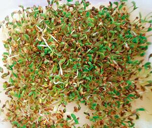 અદ્ભુત ઔષધ આલ્ફાલ્ફા