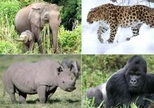 World Wildlife Day: લુપ્ત થઈ રહેલા 10 વન્યજીવો