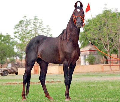 કાઠિયાવાડી ઘોડાઓ નામશેષ થવાના આરે? 