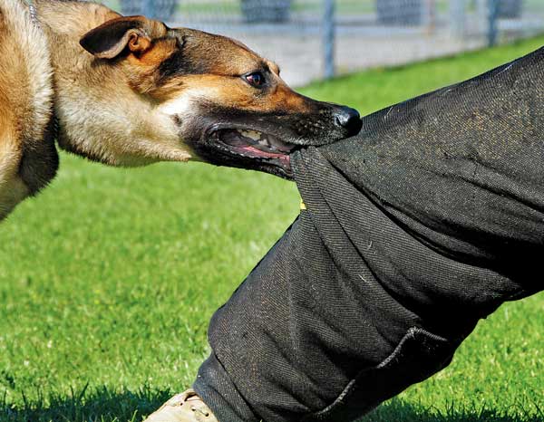 કૂતરું કરડે ત્યારે...