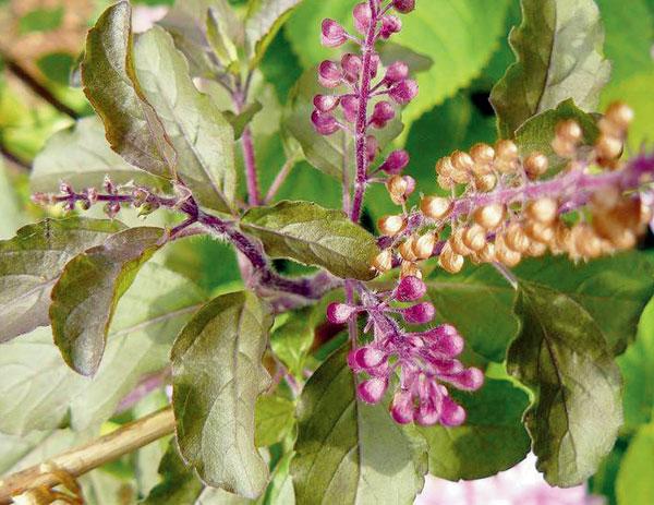 શ્યામ તુલસીનાં પાંચ પાન રોજ ચાવો અને સ્વસ્થ રહો