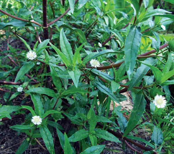 ભાંગરો ત્વચા ને વાળને કુદરતી સૌંદર્ય બક્ષે છે