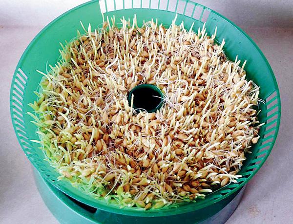 કૉલેસ્ટરોલ ઘટાડવું હોય તો જવને ફણગાવ્યા ને સૂકવ્યા પછી લોટ બનાવીને ખાઓ